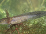 Spotted Salamander Larva, Ambystoma Maculatum, Ohio, Usa. Note the External Gills