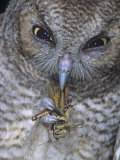 An Eastern Screech Owl, Otus Asio, Fledgling Feeding on Grasshopper, North America