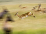 Female Impala, Coke's Hartebeest and Topi in Motion, Masai Mara Game Reserve, Kenya