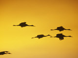 Sandhill Cranes Flying at Twilight (Grus Canadensis), North America