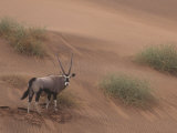 Gemsbok, Oryx Gazella, on a Sand Dune in the Namib Desert, Namibia, Africa