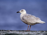 Immature Glaucous-Winged Gull (Larus Glaucescens), Alaska, USA