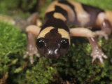 Large-Blotched Salamander, Ensatina Klauberi, San Diego County, California, USA