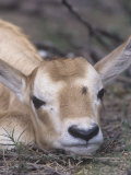 Addax Resting, Addax Nasomaculatus, a Highlt Endangered Species in the Sahara and Middle East