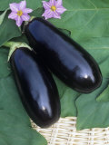 Buy Eggplant, Dusky Hybrid at AllPosters.com