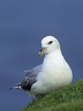 Northern Fulmar, Fulmarus Glacialis, Shetland Islands, Scotland, Uk