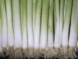 Buy Scallions or Green Onions at AllPosters.com