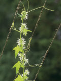 Hop Vines, Humulus Lupulus, Growing on Strings, Showing Leaves, Flowers, and Tendrils