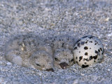 Black Skimmer Chicks and an Egg at the Ground Nest, Rhynchops Niger, Sarasota, Florida, USA