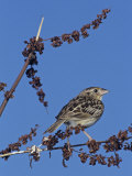 Grasshopper Sparrow, Ammodramus Savannarum, North America