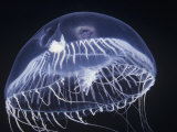 Hydromedusa Jelly with an Amphipod, Aequorea Victoria, Washington, USA