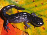 Buy Jefferson Salamander (Ambystoma Jeffersonianum). Northeastern North America at AllPosters.com
