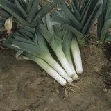 Buy Mature Harvested Leeks Next to the Growing Crop (Allium Porrum) at AllPosters.com