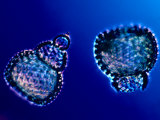 Radiolarians