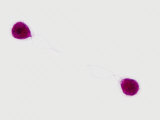 Chlamydomonas Green Algae Showing Flagella