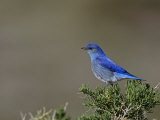 Male Mountain Bluebird, Sialia Currucoides, North America