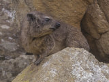 Buy Bush Hyrax, Heterohyrax Brucei, Hell's Gate National Park, Kenya, Africa at AllPosters.com
