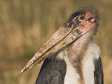 Marabou Stork Bill and Head Close-Up, Leptoptilos Crumeniferus, Maasai Mara, Kenya, Africa