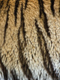 Close Up of the Bengal Tiger Fur and Stripe Pattern (Panthera Tigris)