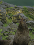 Male Northern Fur Seal, Callorhinus Ursinus, on Pribilof Island, Alaska, USA