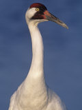 Whooping Crane Head, , Grus Americana