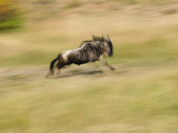 Wildebeest in Motion, Masai Mara Game Reserve, Kenya