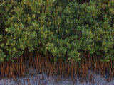 Black Mangroves, Avicennia Germinans, and their Numerous Pneumatophores, Florida, USA