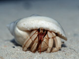 Land Hermit Crab, Maldives, Indian Ocean, Meemu Atoll