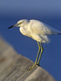 Reddish Egret White Phase or White Morph (Egretta Rufescens), Southern USA