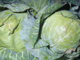 Buy Green Cabbage (Brassica Oleracea Capitata), Native to Europe and the Mediterranean Region at AllPosters.com