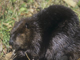 Beaver on Land Near a Pond (Castor Canadensis), North America