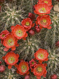 Buy Claret Cup Cactus (Echinocereus Triglochidiatus) Blooming at AllPosters.com