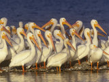 White Pelican Group, Pelecanus Erythrorhynchos, Florida, USA