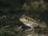 Rio Grande Leopard Frog, Rana Berlandieri, Texas, USA