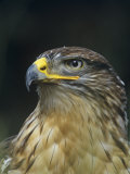Ferruginous Hawk Head, Buteo Regalis, Southwestern USA