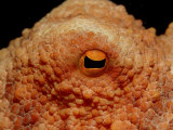 Octopus Head and Eye. (Octopus Vulgaris) Mediterranean Sea