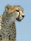 Cheetah, Acinonyx Jubatus, Face, on the Lookout for Prey, Masai Mara Game Reserve, Kenya, Africa