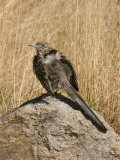 Greater Roadrunner (Geococcyx Californianus) Sunbathing on a Rock, Arizona, USA