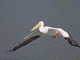 American White Pelican Flying (Pelecanus Erythrorhynchos), North America