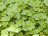 Apple Mint (Mentha Rotundifolia) Is a Herb and Is Often Used for Making Jelly or Tea