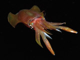 Buy Reef Squid at Night (Sepioteuthis Lessoniana) Bali, Indian Ocean, Indonesia at AllPosters.com