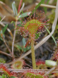 Roundleaf Sundew (Drosera Rotundifolia)
