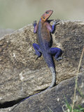 Agama Lizard, Agama Agama, Masai Mara Game Reserve, Kenya