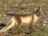 Male Arctic Fox in Summer Coloration on the Arctic Tundra (Alopex Lagopus), Alaska, USA