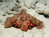 Anemone Hermit Crab (Dardanus Pedunculatus), Indonesia, Sulawesi, Indian Ocean