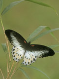 Swallowtail Butterfly (Papilio Polymnestor), India