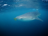 Whale Shark (Rhincodon Typus) with Pilot Fishes, Maldives, Indian Ocean, Meemu Atoll