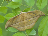 Saturnid Moth Adult Male (Copaxa Decreasens). Ecuador