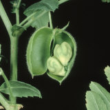 Buy Opened Chickpea Pod with Developing Seeds (Cicer Arietinum), Tyson Variety at AllPosters.com