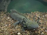 Mexican Axolotl, Ambystoma Mexicanum, a Neotenic Tiger Salamander Underwater, Mexico